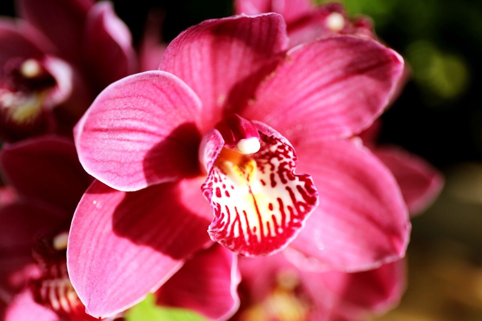 Canon EF 24-70mm F4L IS USM sample photo. Flowers, plants, nature photography