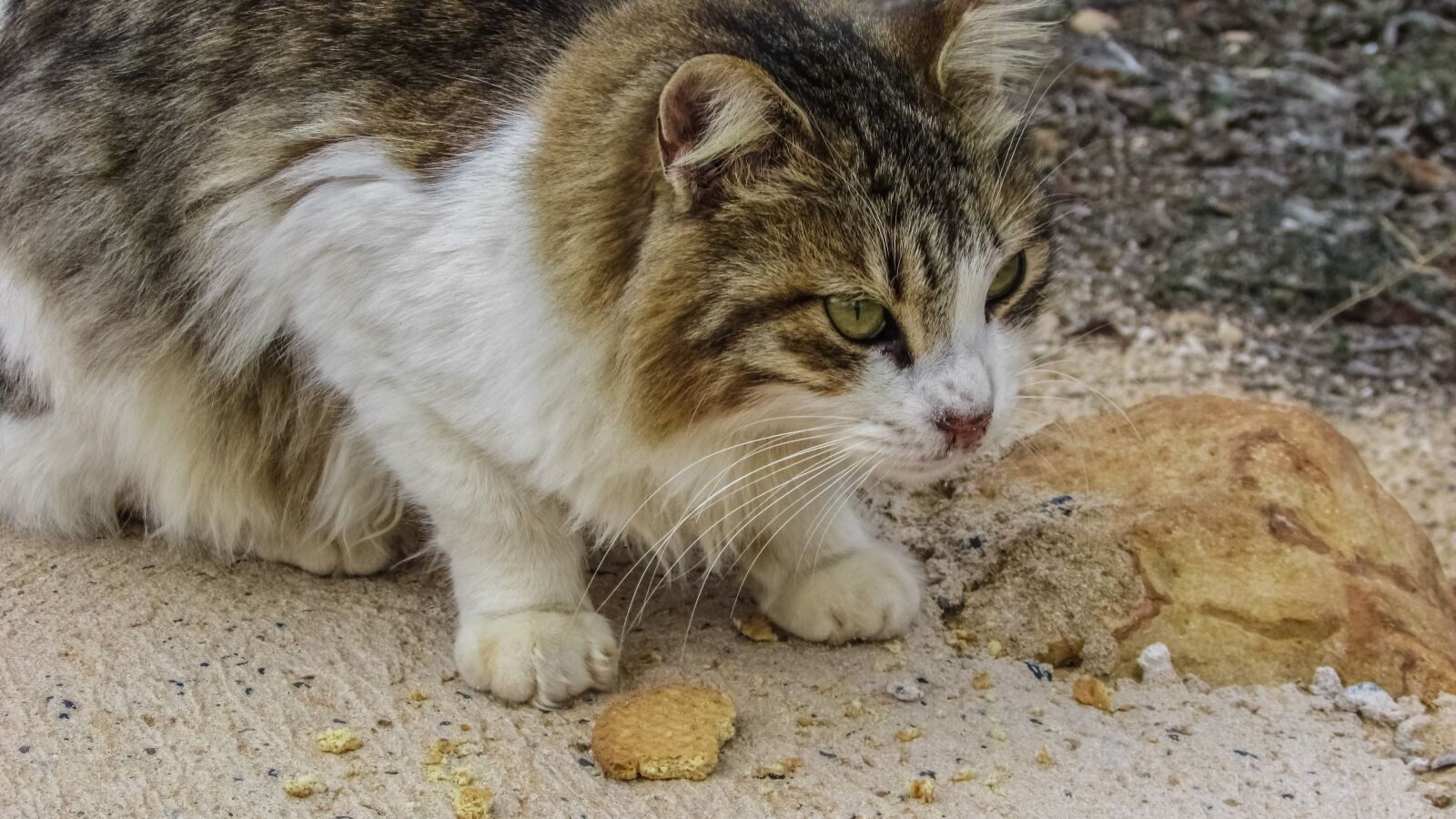 Canon PowerShot SX400 IS sample photo. Cat, stray, hungry photography