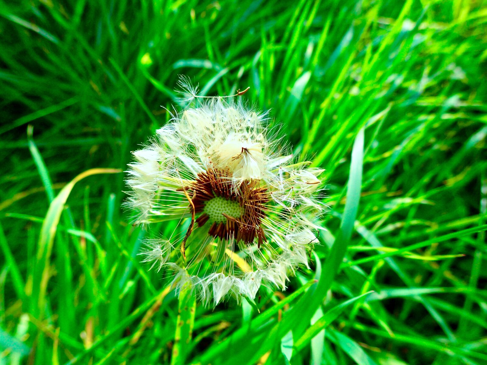 Olympus TG-3 sample photo. Dandelion, grass, summer photography