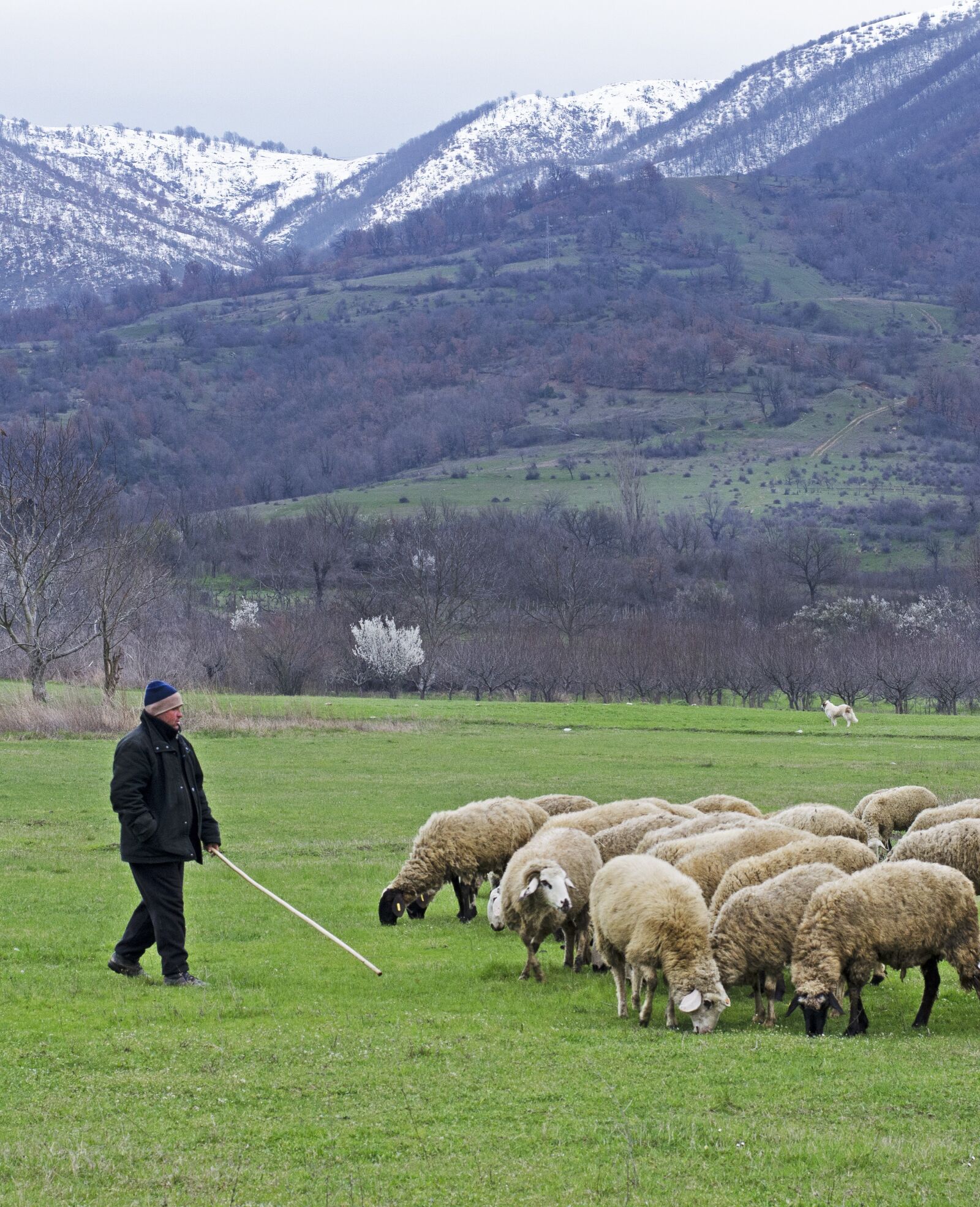 Nikon D5100 sample photo. Shepherd, sheep, green grass photography