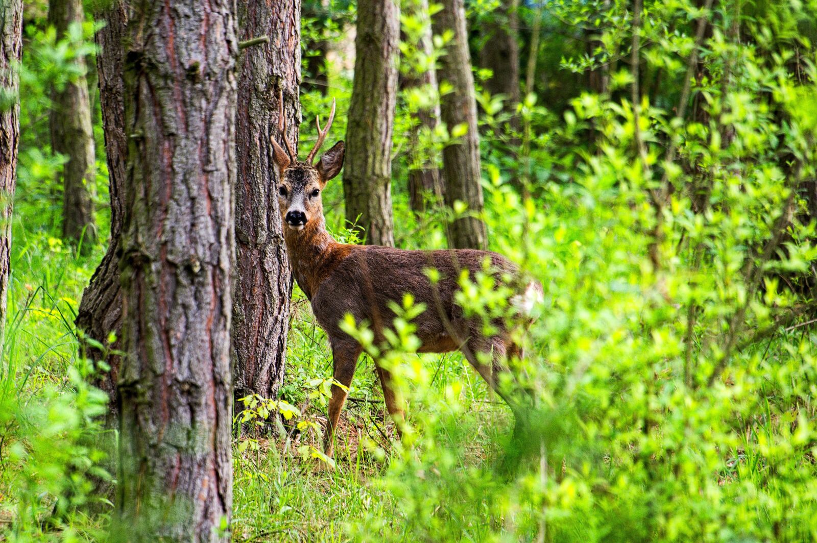 Pentax K-3 sample photo. Deer, animal, nature photography