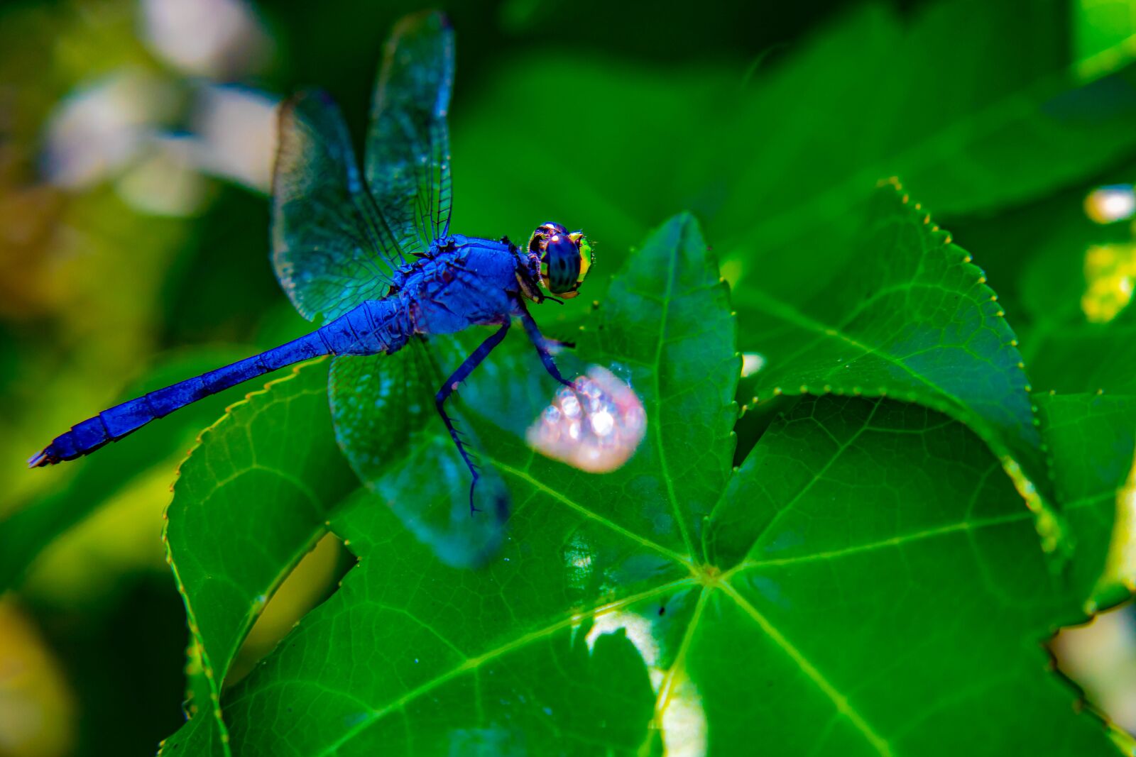Canon EOS 200D (EOS Rebel SL2 / EOS Kiss X9) sample photo. Dragonfly, wings, insect photography