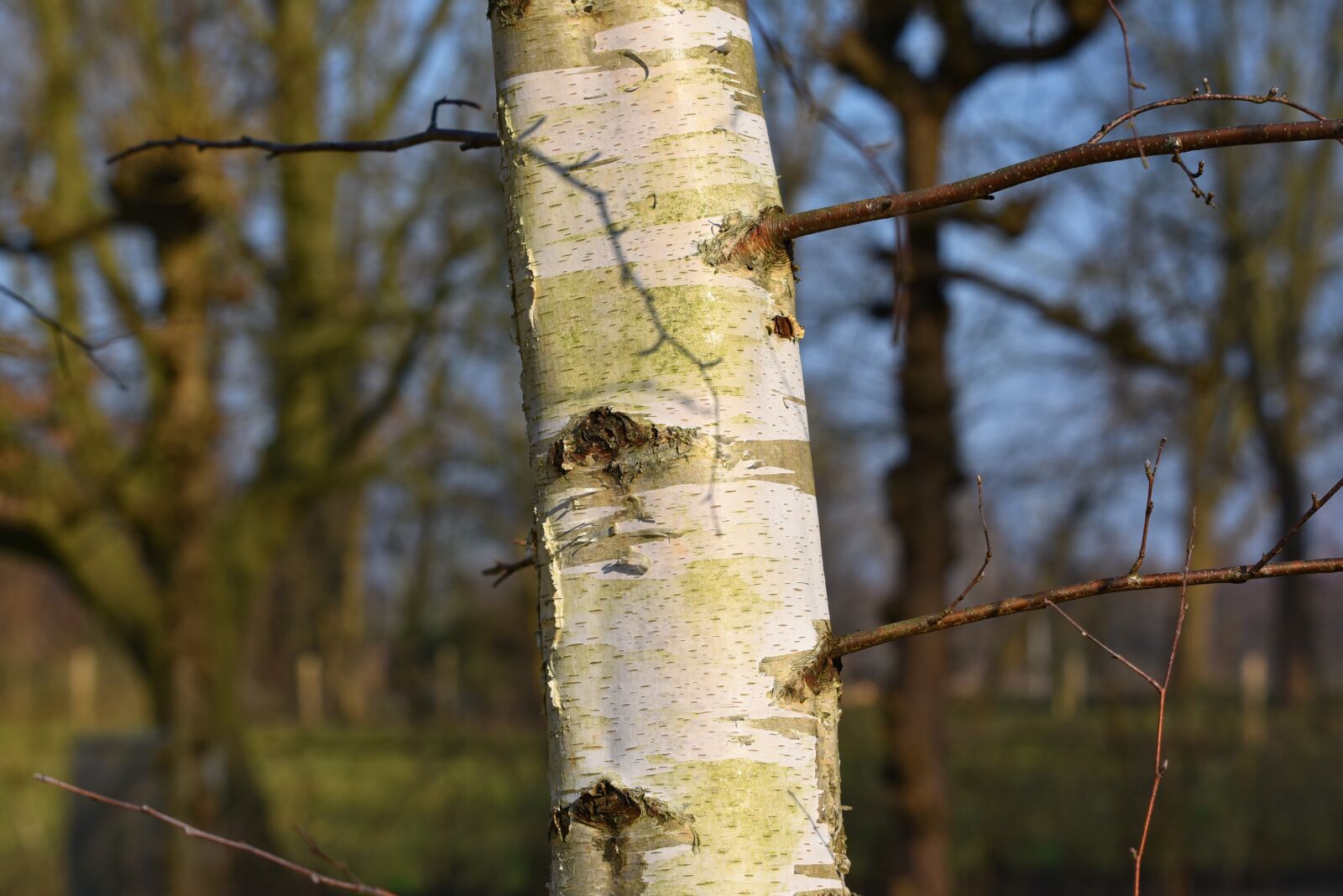 Nikon D750 sample photo. Paper birch, birch tree photography