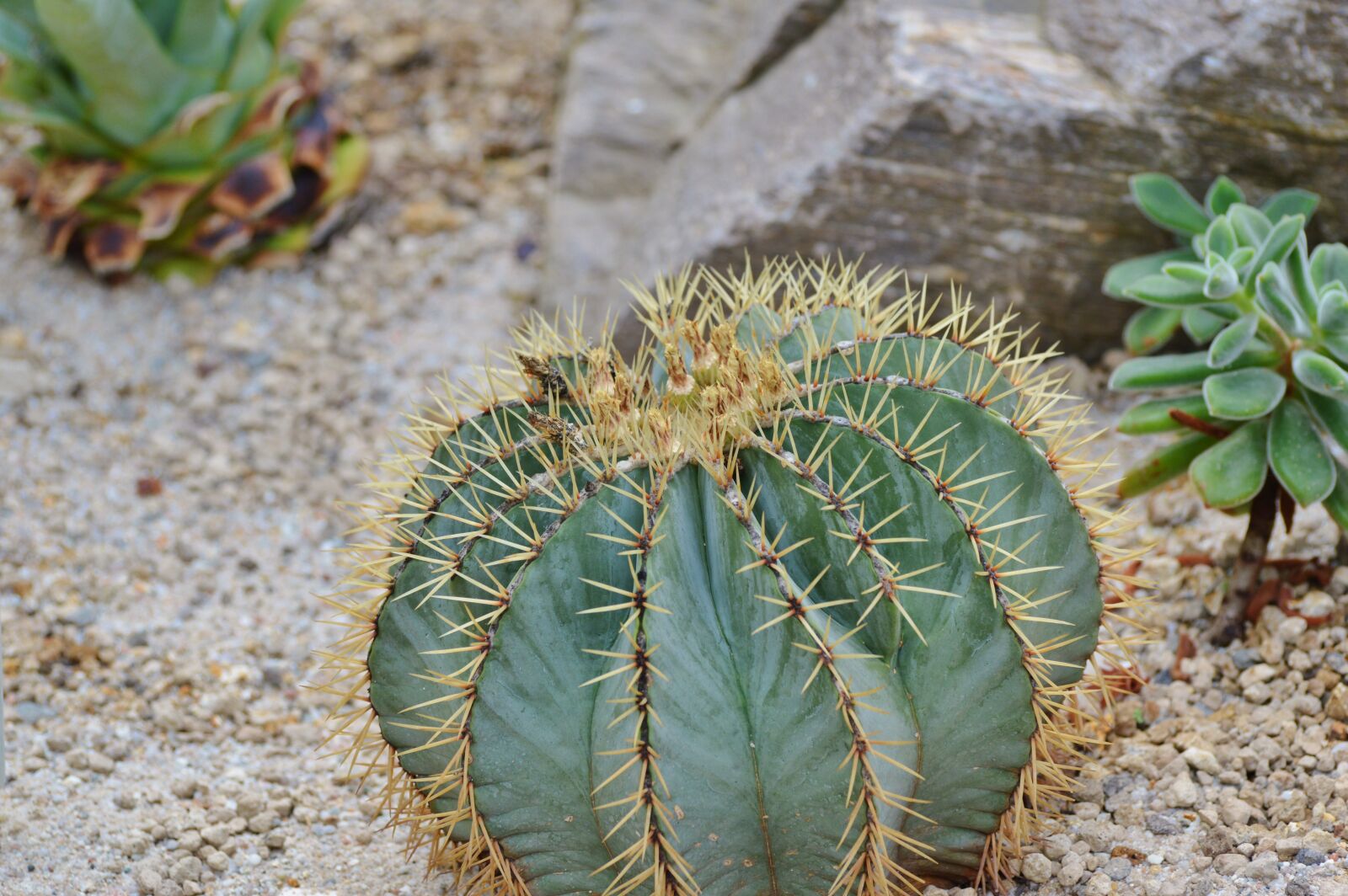 Nikon D3200 sample photo. Cactus, spur, green photography
