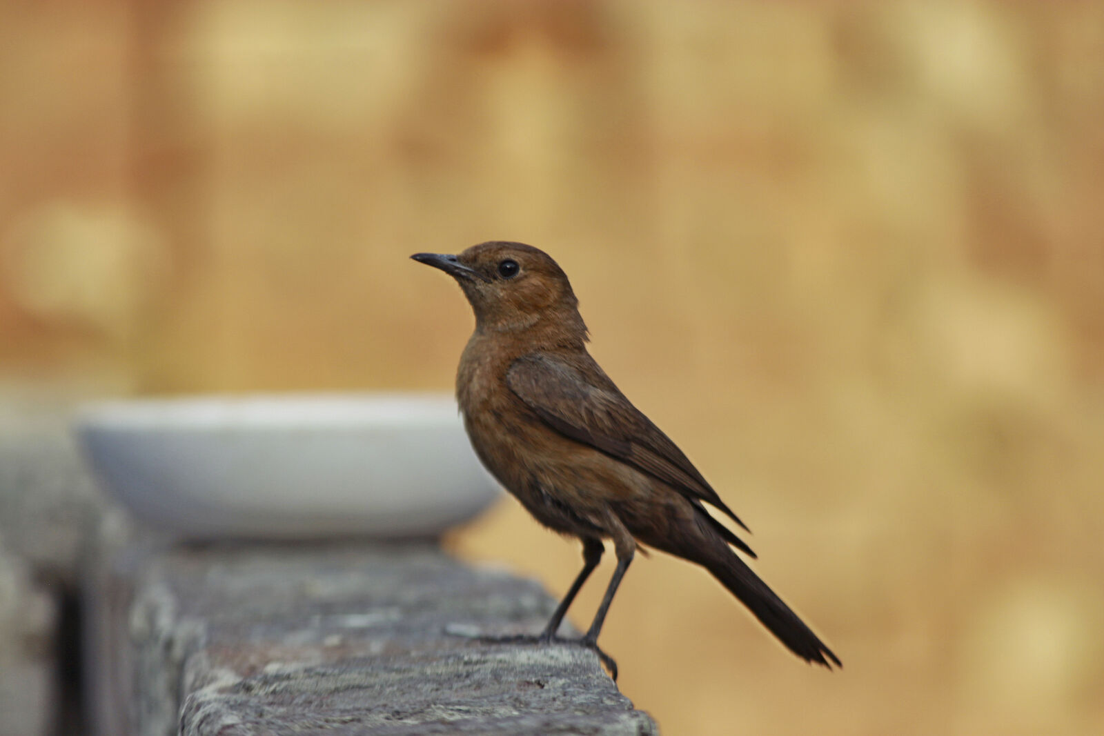 Canon EF-S 55-250mm F4-5.6 IS II sample photo. Home, lahore, pakistan, sparrow photography
