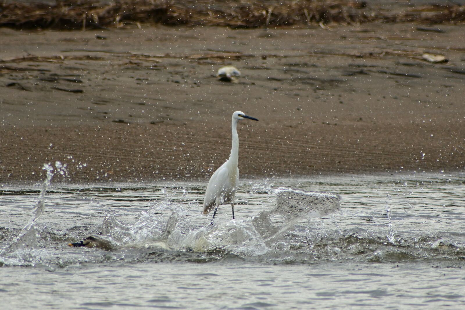 VR 70-300mm f/4.5-6.3G sample photo. Animal, sea, river photography