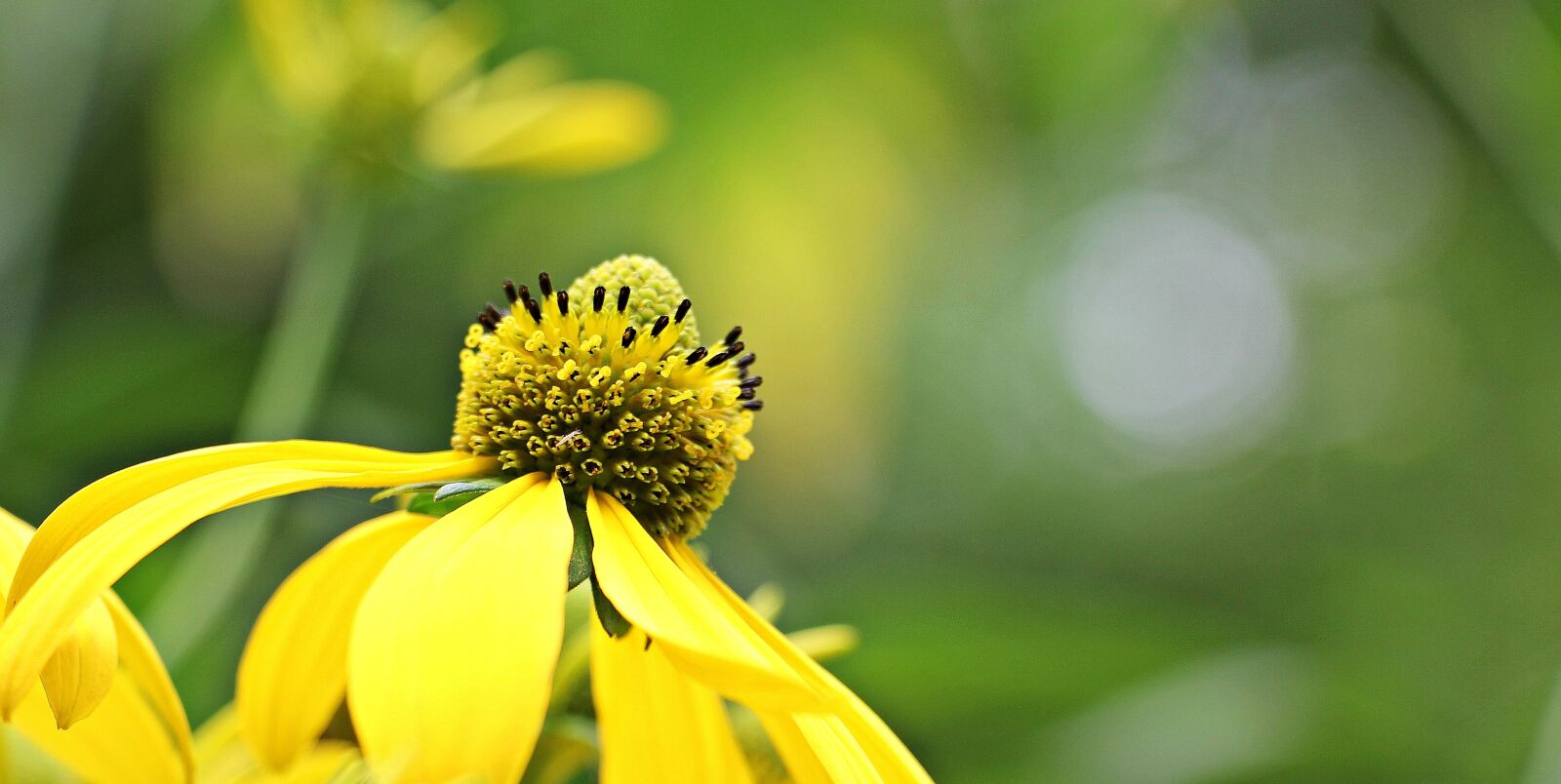 Canon EOS 550D (EOS Rebel T2i / EOS Kiss X4) sample photo. Sun brews, flower, blossom photography