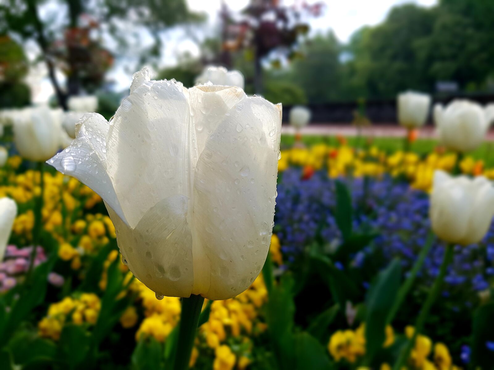 Samsung Galaxy S7 Edge sample photo. Tulip, park, garden photography