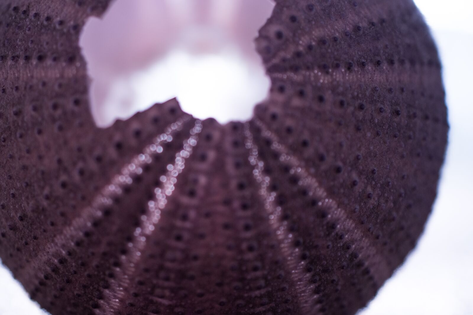 Nikon D5500 sample photo. Sea ​​urchin, shell, sea photography