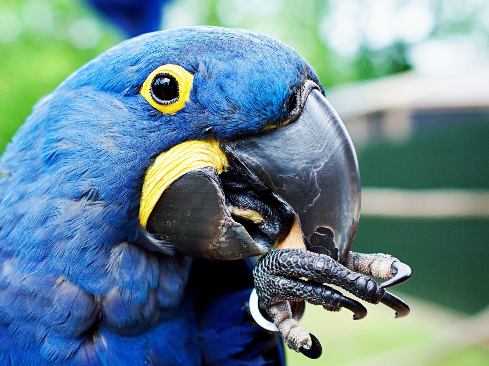 Nikon D3400 sample photo. Blue, feather, colourful photography