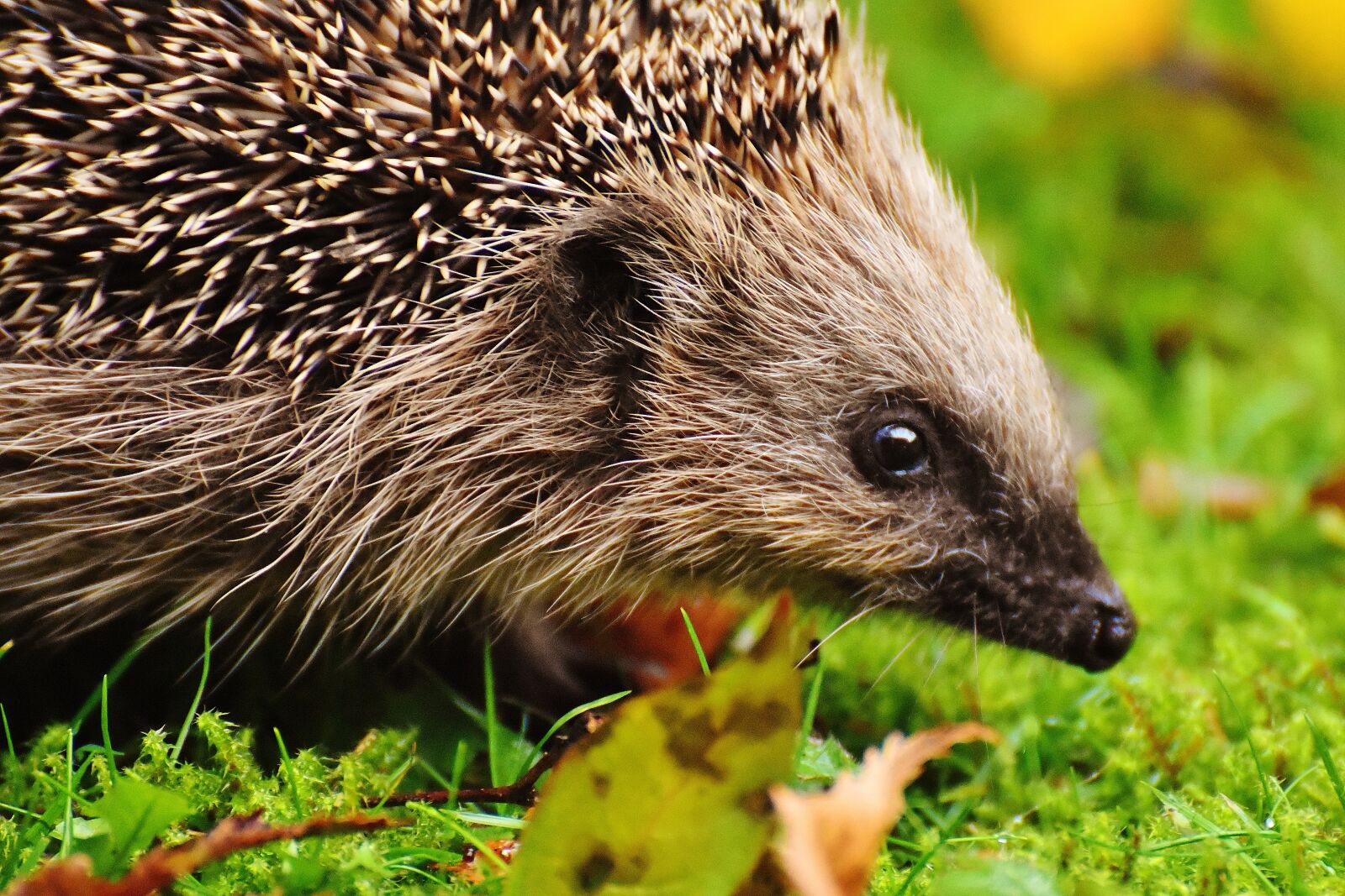 Nikon D7200 sample photo. Hedgehog child, young hedgehog photography