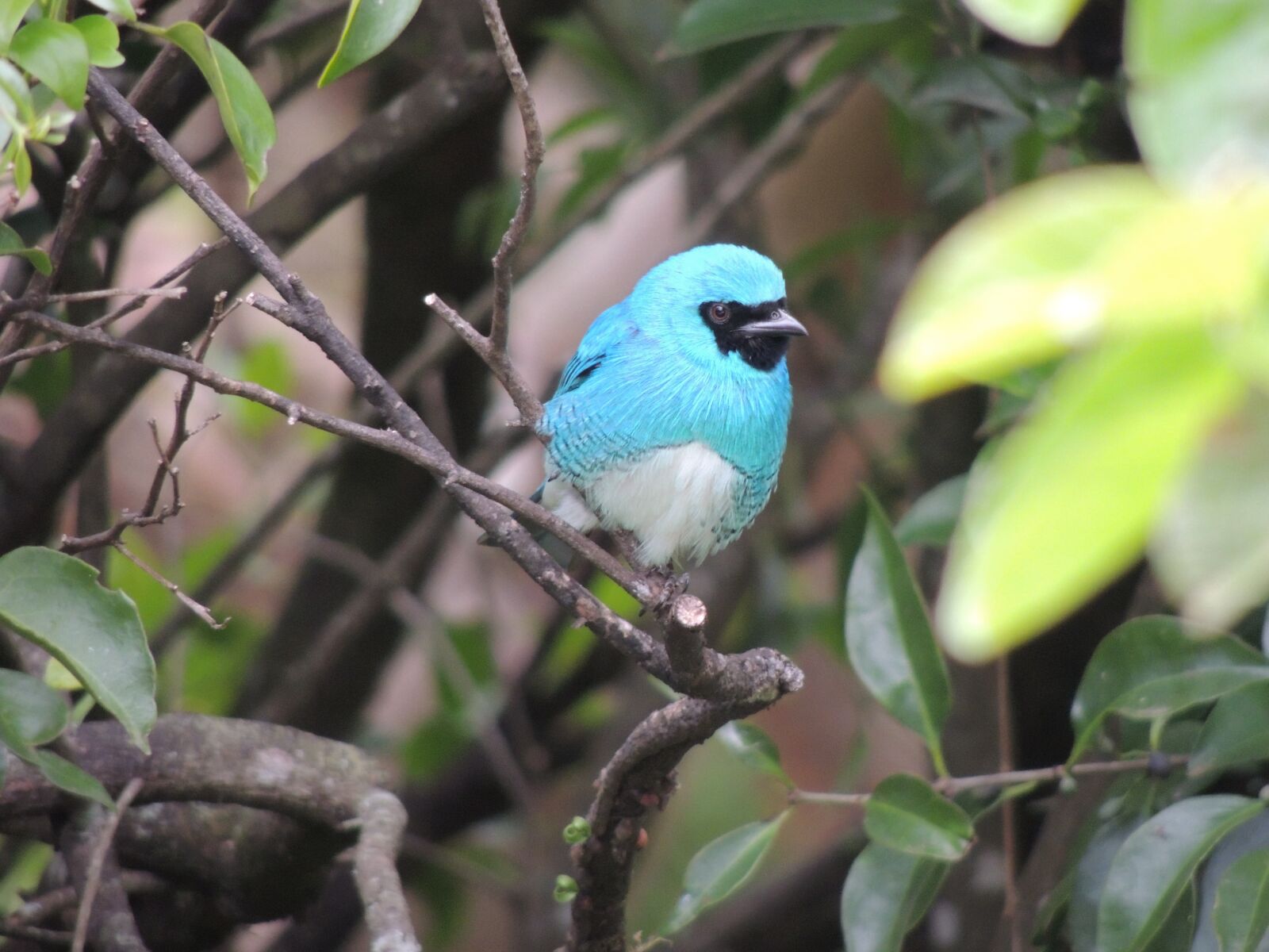 Nikon Coolpix P510 sample photo. Blue bird, nature, animal photography