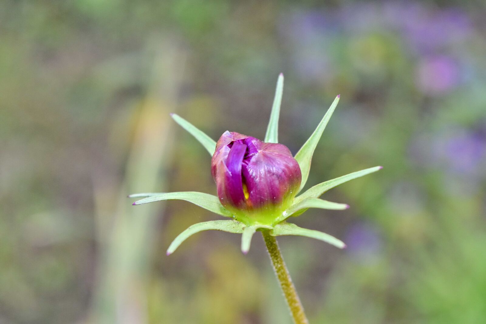 Nikon D5500 sample photo. Blurry, details, flower bud photography