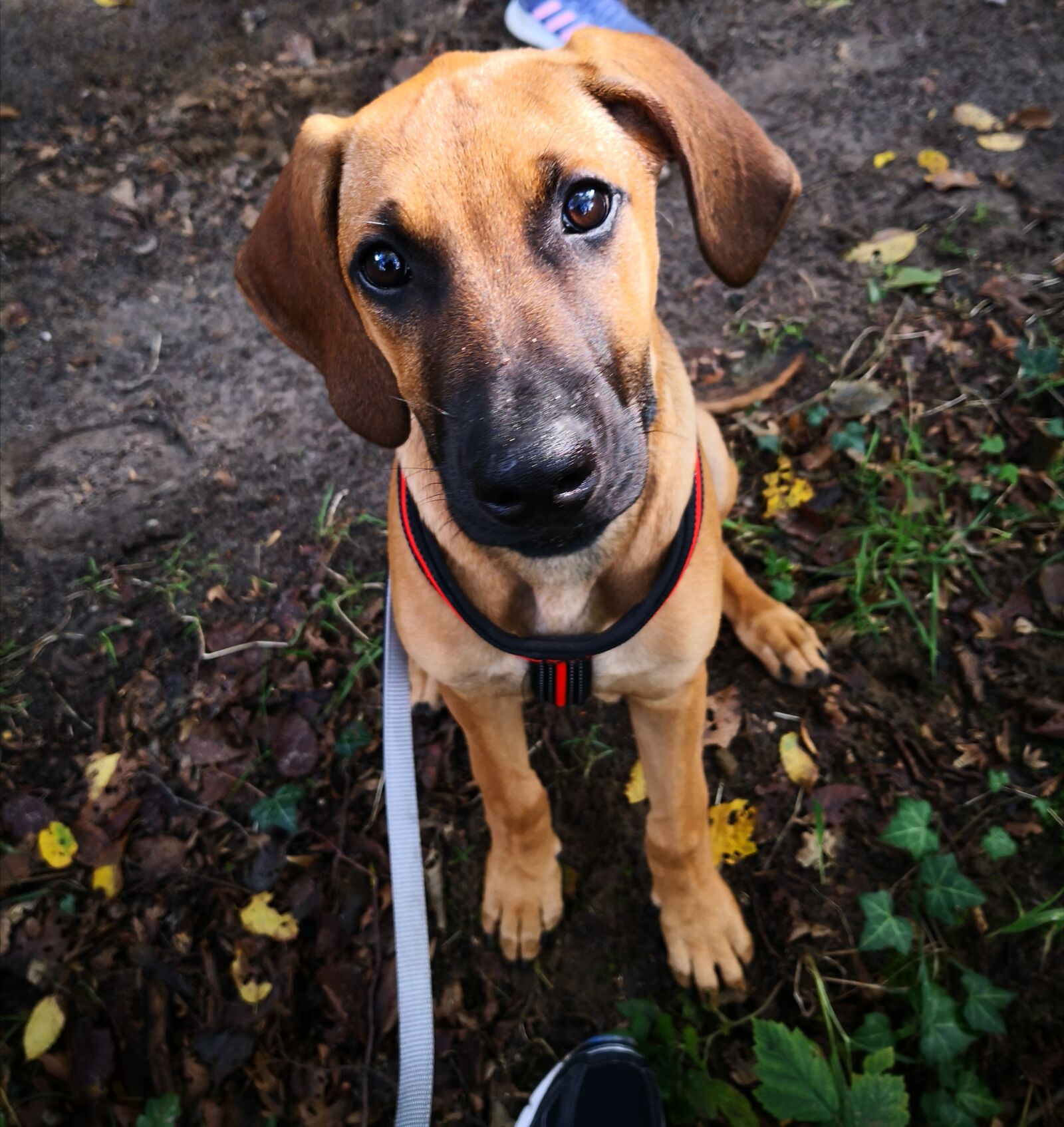 HUAWEI Mate 10 Pro sample photo. Rhodesian ridgeback, young dog photography