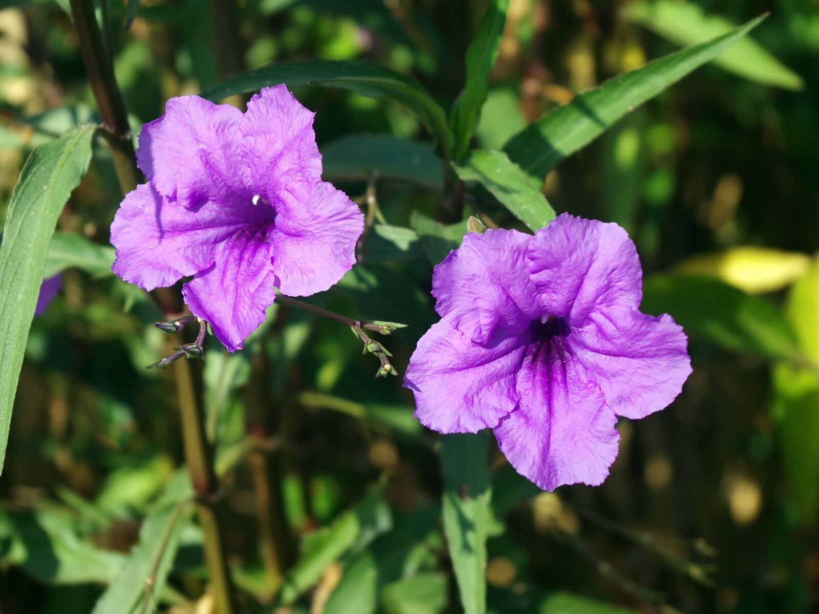 Pentax K-5 sample photo. Petunia, solanaceae, corolla photography