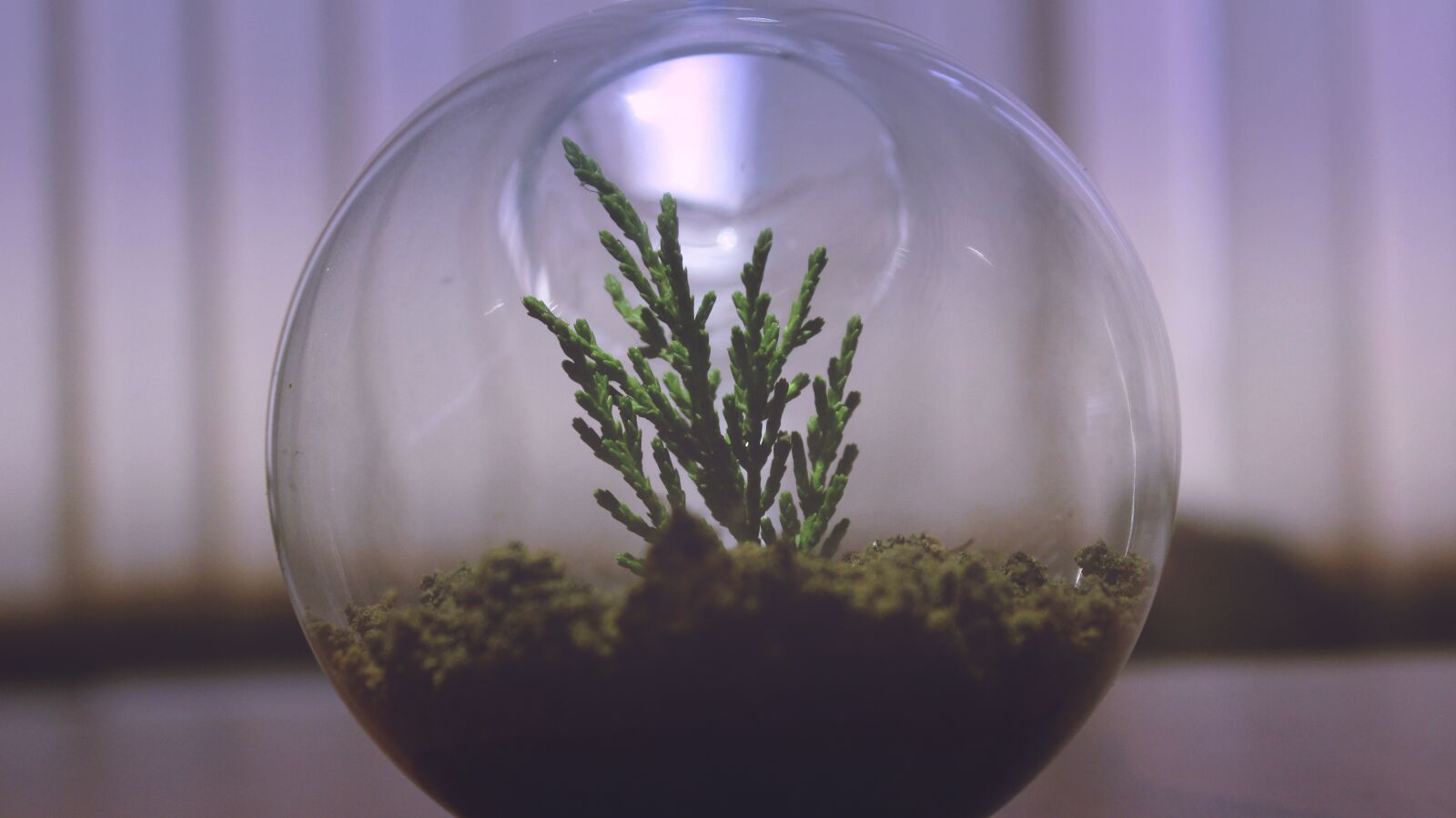 Canon EOS 600D (Rebel EOS T3i / EOS Kiss X5) sample photo. Plant, aquarium, display photography