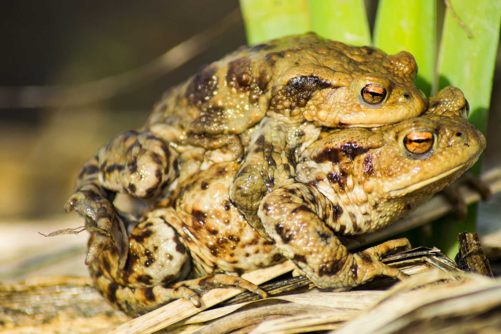 Nikon D3300 sample photo. Frogs, pond, water photography