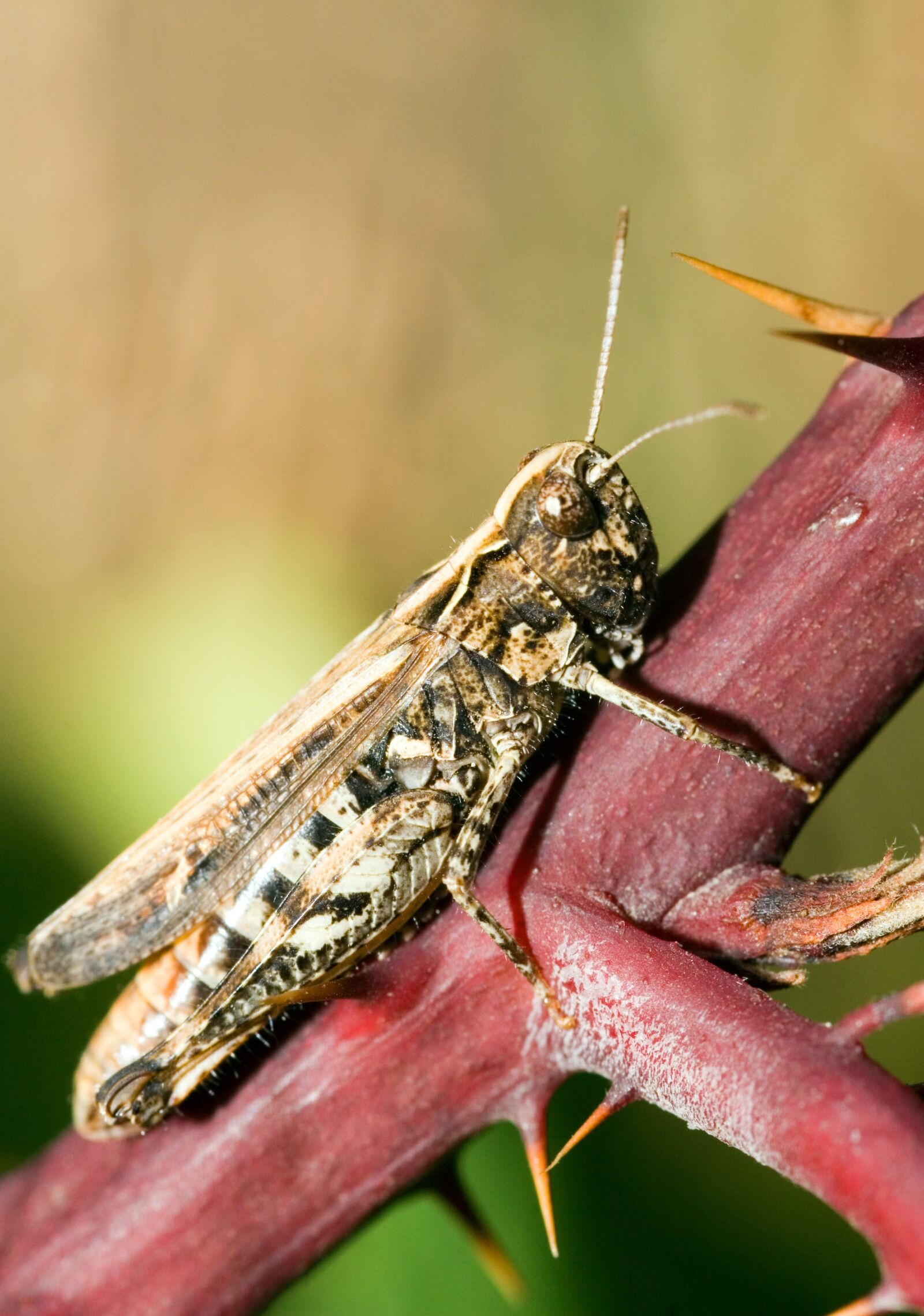 Canon EOS 30D sample photo. Brown grasshopper, chorthippus brunneus photography