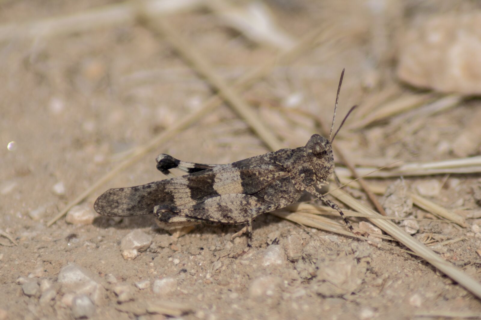 Nikon D3300 sample photo. Grasshopper, insect, nature photography