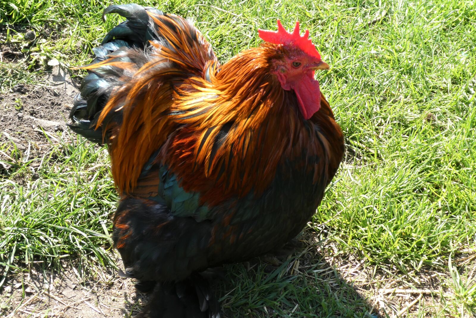 Panasonic Lumix DC-ZS70 (Lumix DC-TZ90) sample photo. Haan, feathers, colored photography