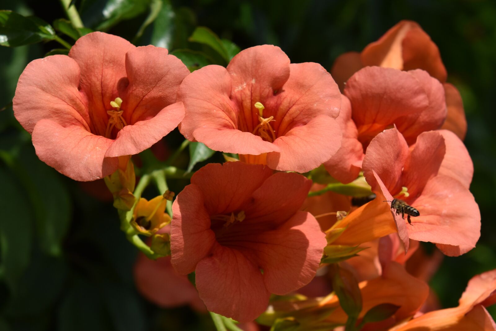 Nikon D3500 sample photo. Flowers, red, orange photography
