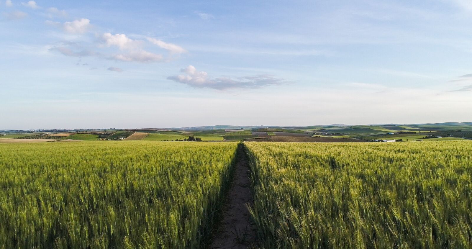 DJI FC6510 sample photo. Fern, agriculture, field photography
