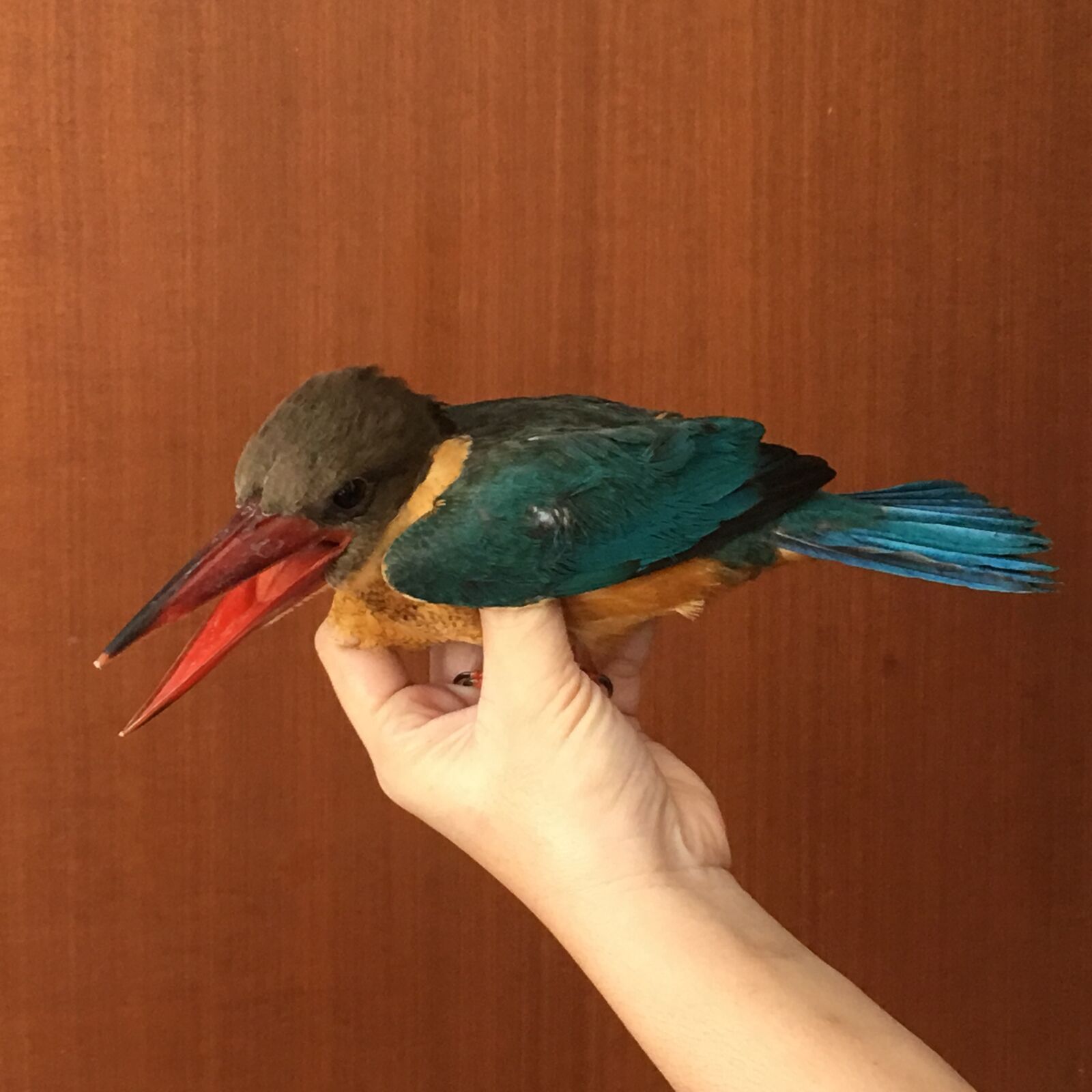 iPhone 6s Plus back camera 4.15mm f/2.2 sample photo. Kingfisher, bird, colorful photography