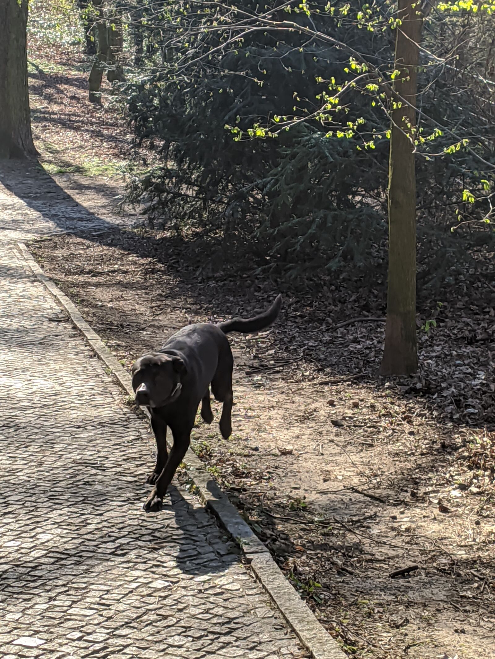 Xiaomi MI 9 sample photo. Dog, nature, animal photography
