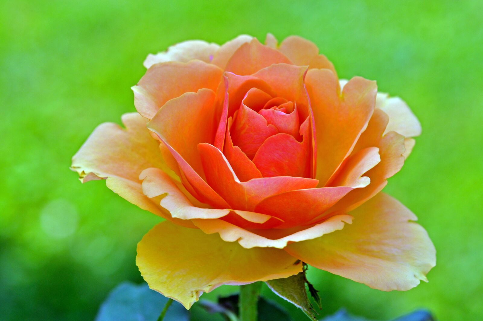 Nikon D90 sample photo. Rose, blossom, bloom photography