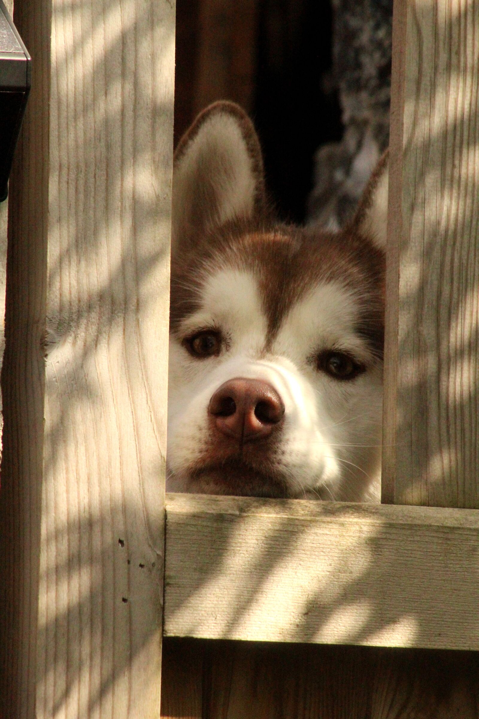 Canon EOS 4000D (EOS Rebel T100 / EOS 3000D) sample photo. Dog, dog eye, pet photography