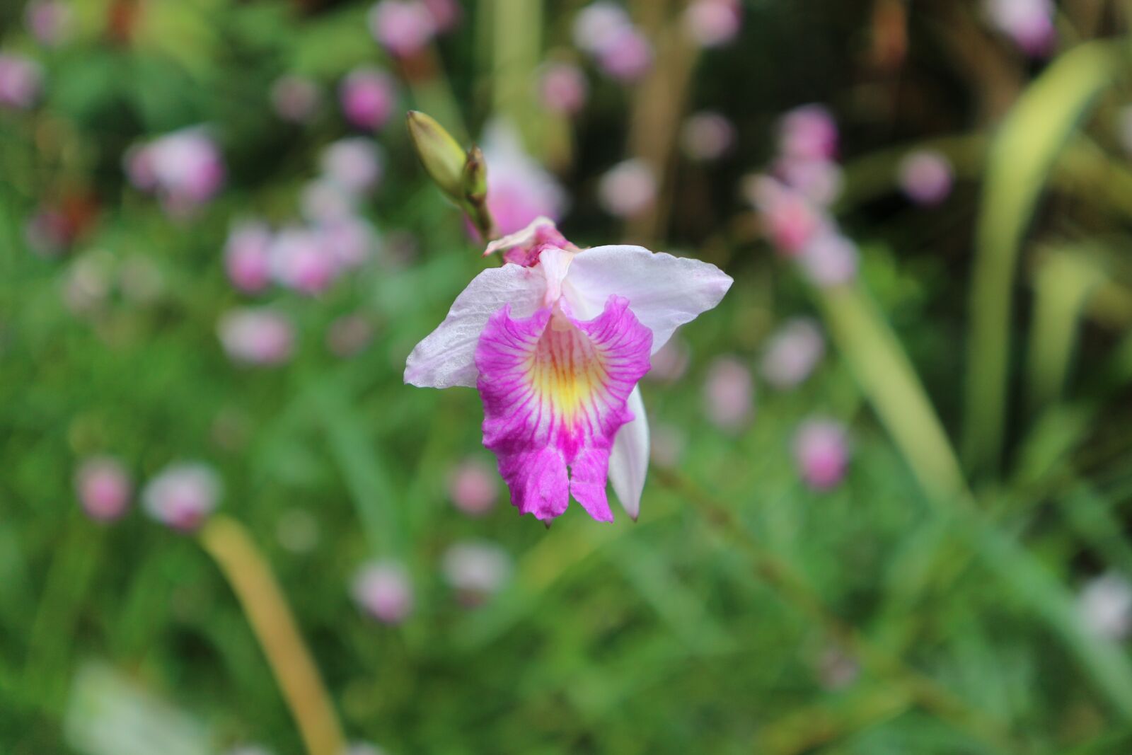 Canon EOS M10 sample photo. Plant, ornamental, kind of photography