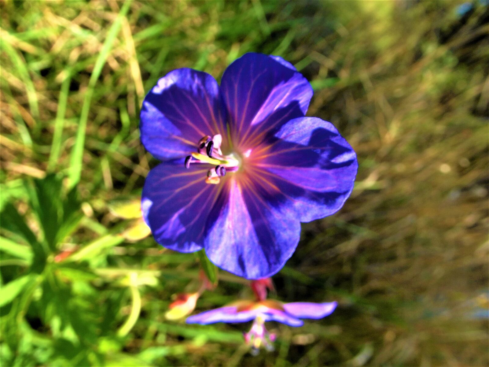 FujiFilm FinePix S2950 (FinePix S2990) sample photo. Wildflower, violett, blüte photography
