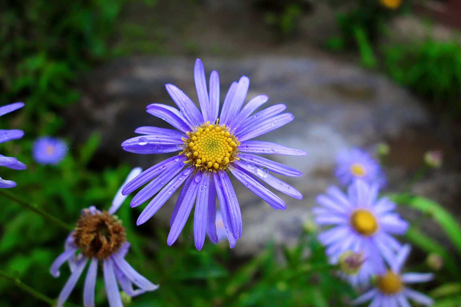 Sony Cyber-shot DSC-RX100 sample photo. Flowers, plants, nature photography