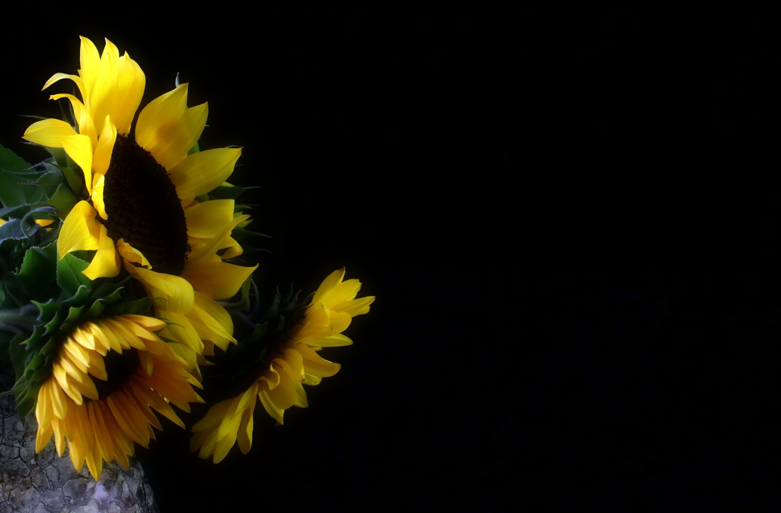 Canon EOS 1300D (EOS Rebel T6 / EOS Kiss X80) sample photo. Sunflower, autumn, late summer photography