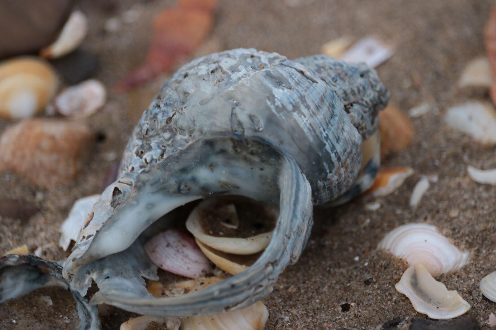 Canon EOS 750D (EOS Rebel T6i / EOS Kiss X8i) sample photo. Shells, sea, sand photography