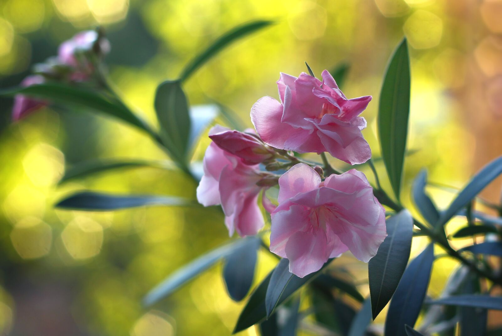 Canon EOS 1100D (EOS Rebel T3 / EOS Kiss X50) + Canon EF 50mm F1.8 II sample photo. Flower, plant, pink photography