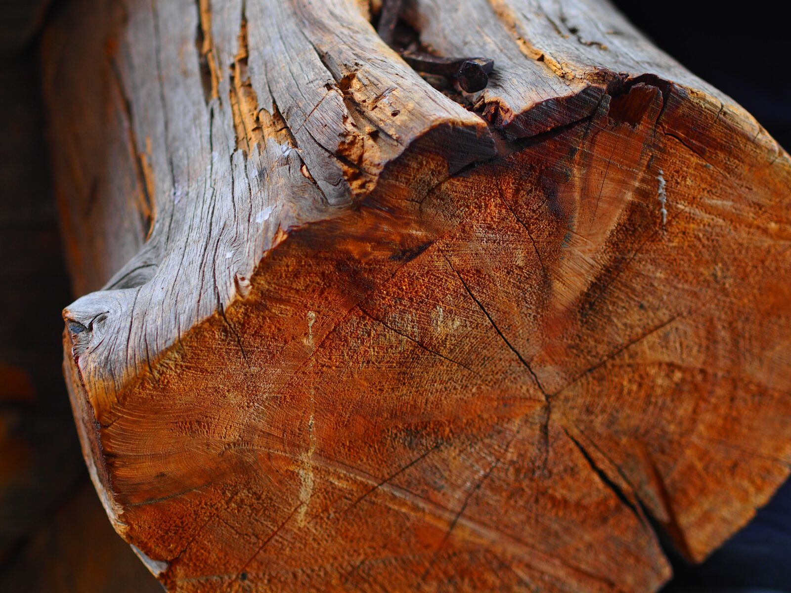 Olympus OM-D E-M5 sample photo. Wood, tree, cut photography