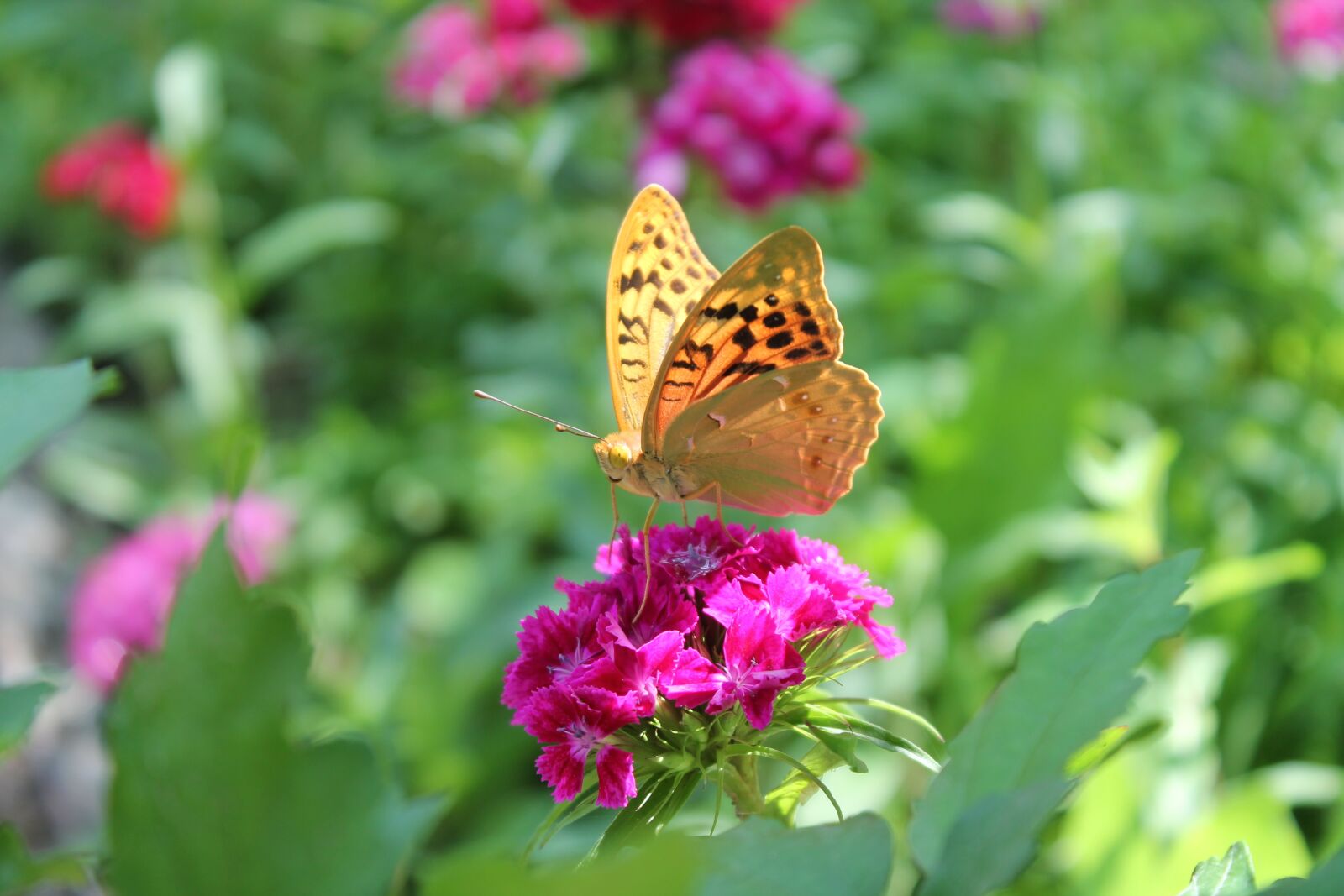 Canon EOS 1100D (EOS Rebel T3 / EOS Kiss X50) sample photo. Butterfly, flower, nature photography