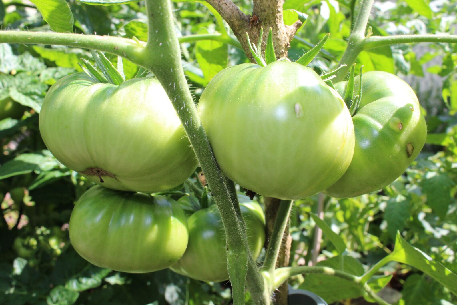 Canon EOS 1300D (EOS Rebel T6 / EOS Kiss X80) sample photo. Tomatoes, fried green tomatoes photography