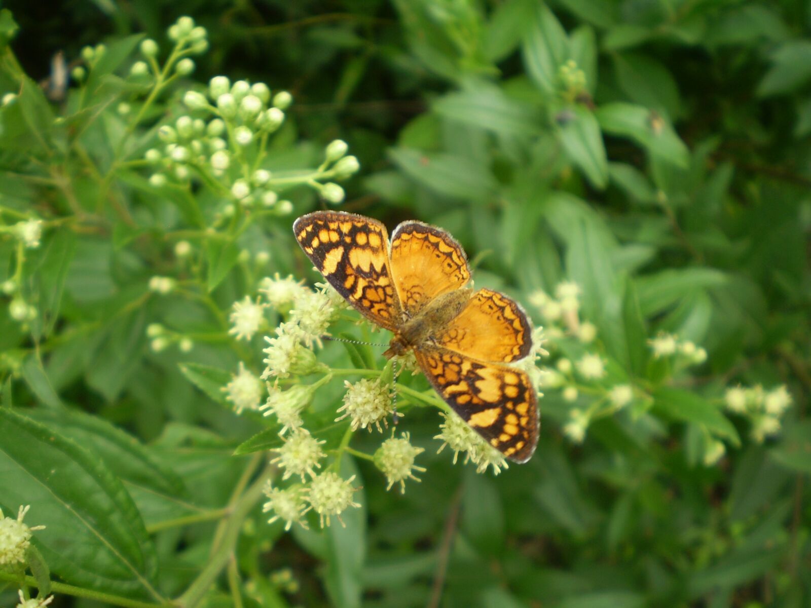 Olympus FE210,X775 sample photo. Butterfly, orange, small photography