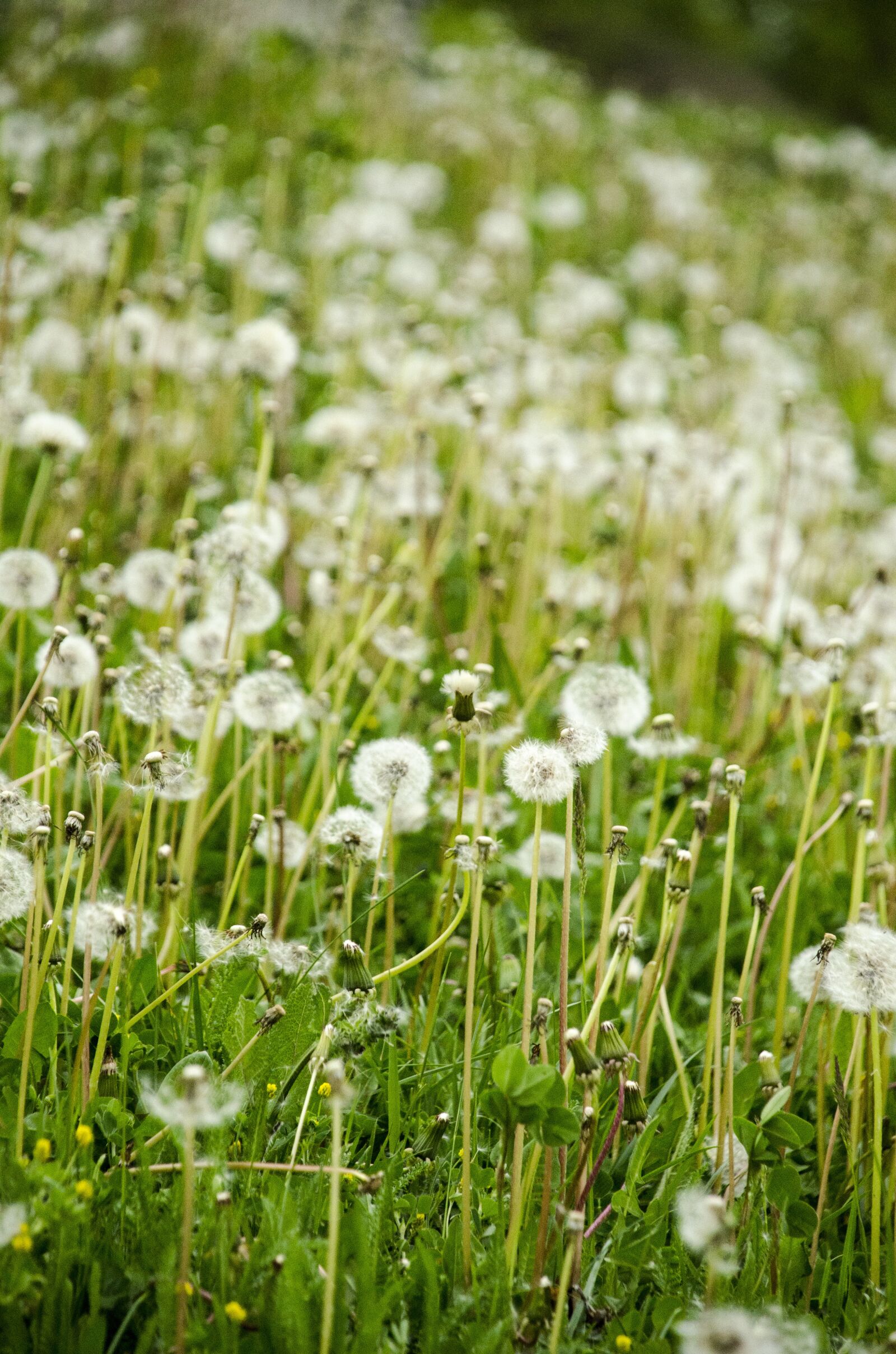 Nikon D7000 sample photo. Dandelion, green, nature photography