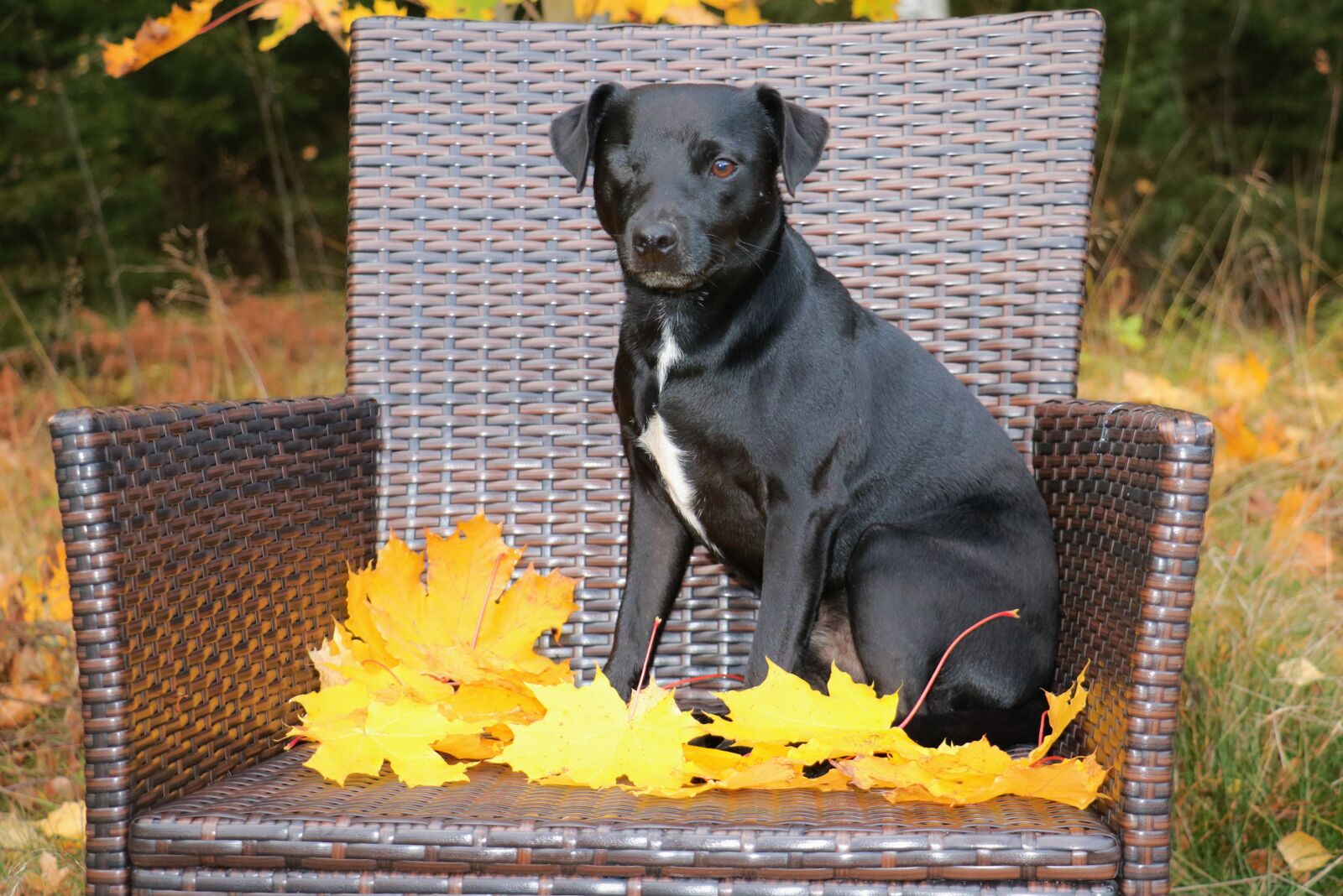 Canon EOS 750D (EOS Rebel T6i / EOS Kiss X8i) sample photo. Patterdale terrier, terrier, dog photography