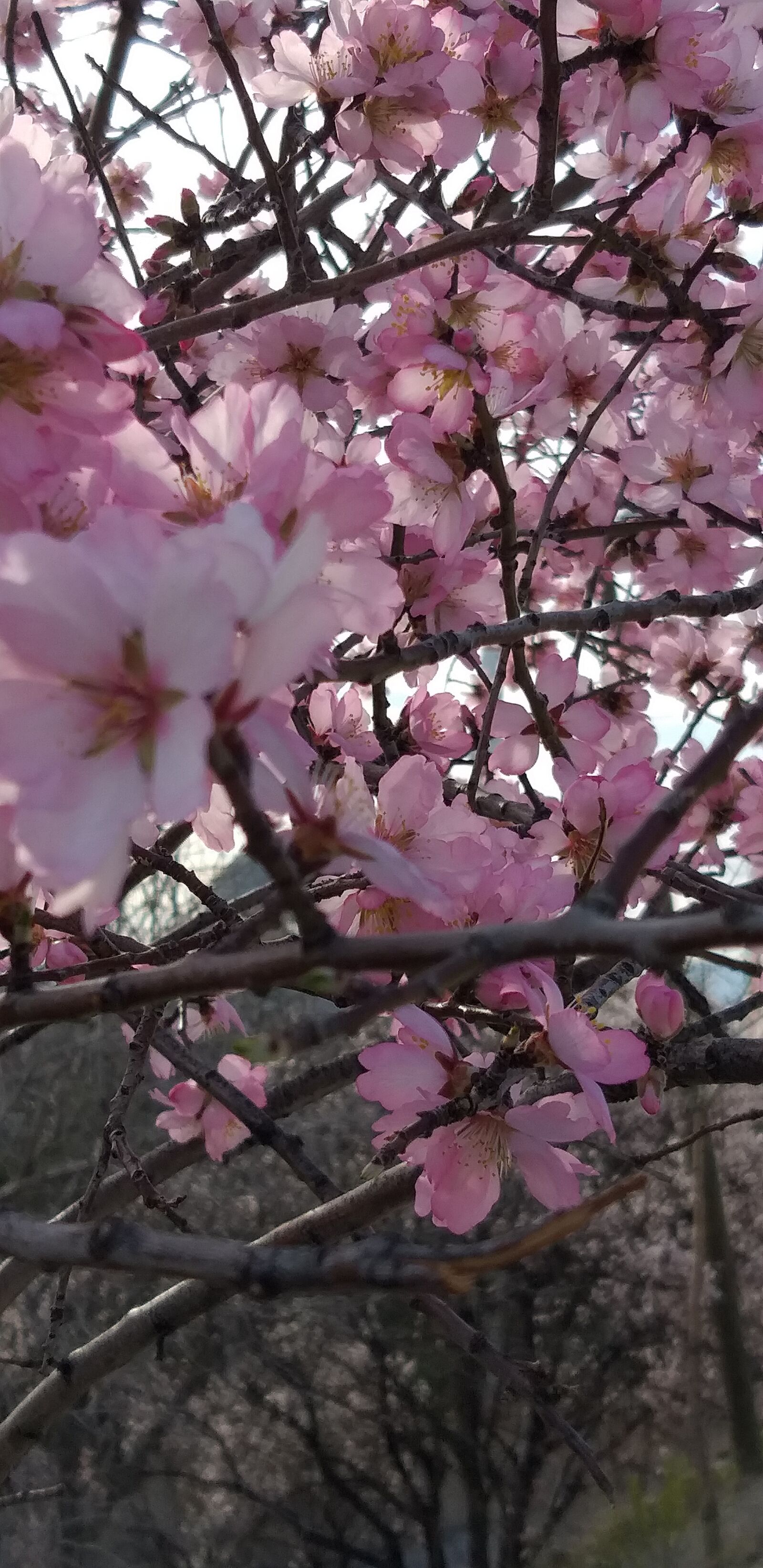 Samsung Galaxy J8 sample photo. çiçek, flower, park photography