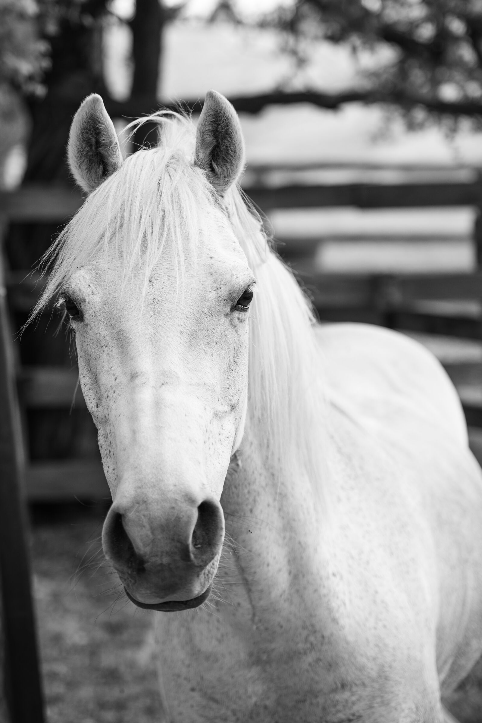 Nikon D850 sample photo. Horse, australian pony, grey photography