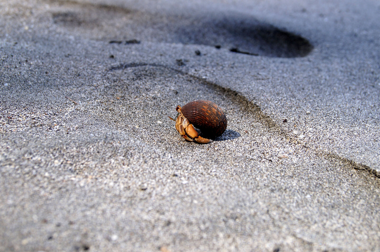 Sony SLT-A57 sample photo. Animal, beach, crab, sand photography