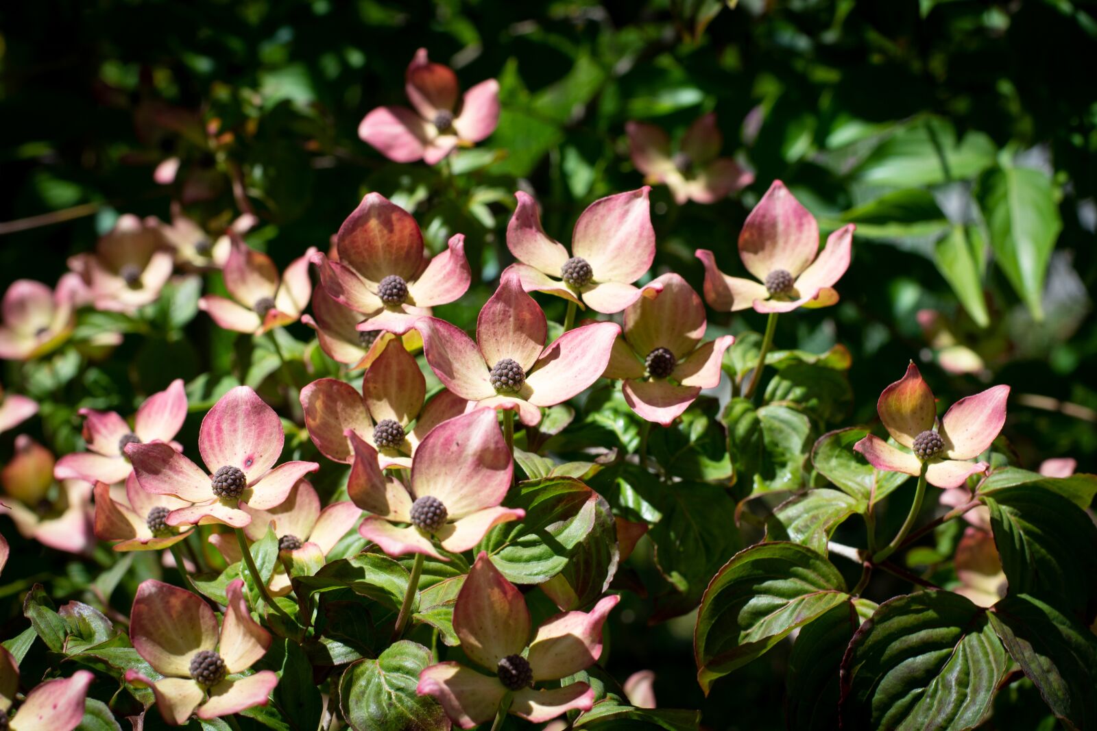 Nikon D7100 sample photo. Dogwood, flowers, bush photography