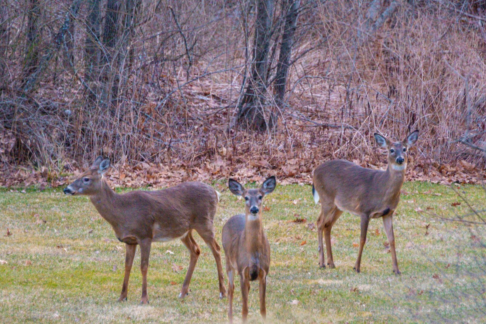 Nikon D800 sample photo. Deer, wildlife, southborough photography