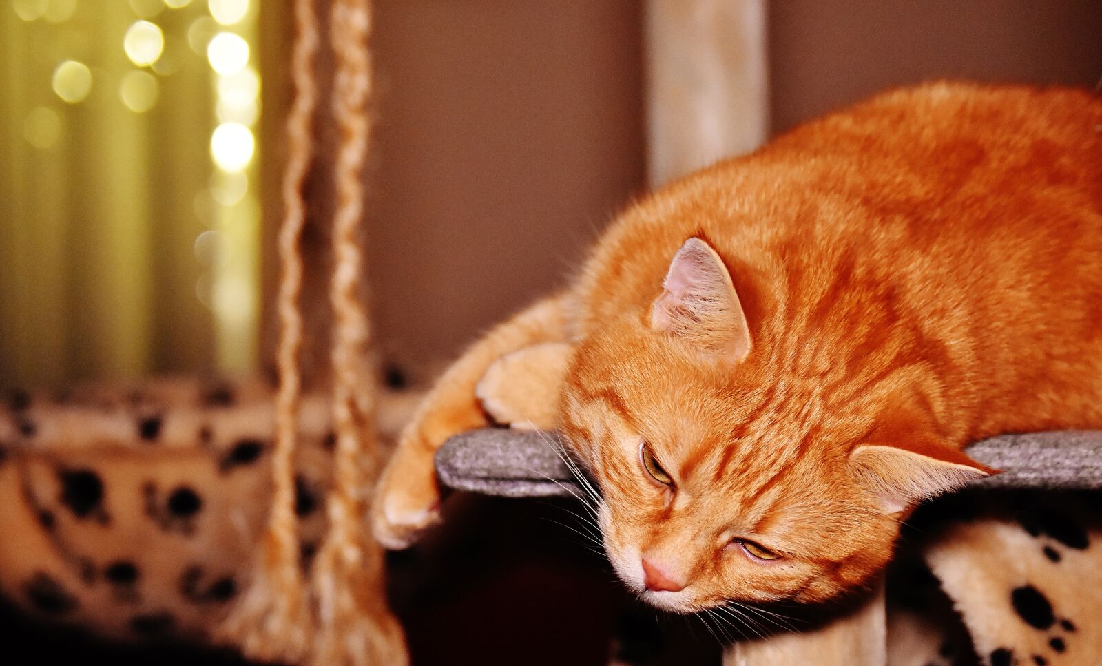 Nikon D7200 sample photo. Cat, red, funny photography