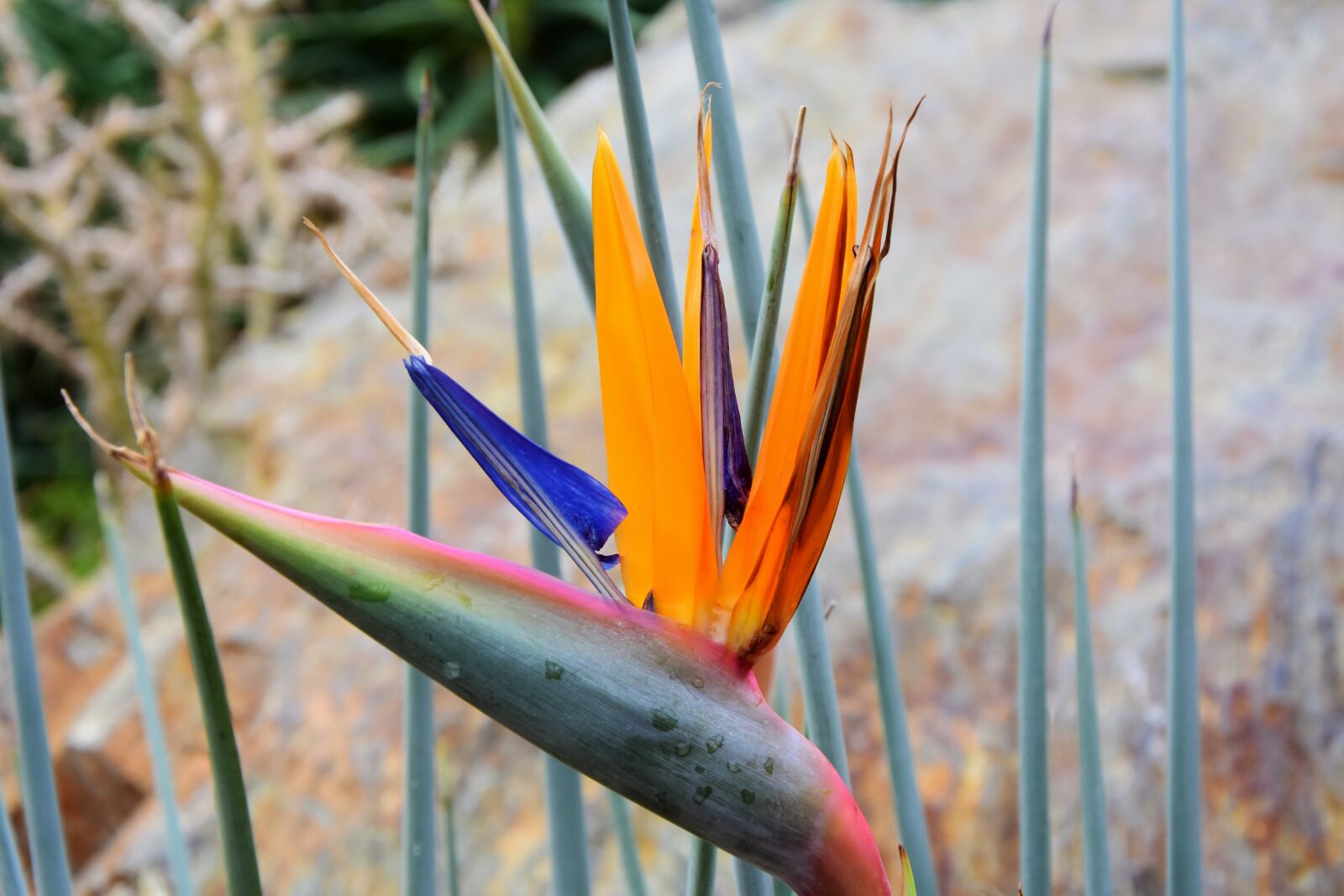 Nikon D7200 sample photo. Bird of paradise flower photography