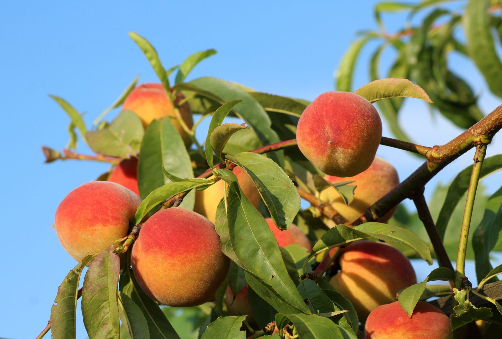 Canon EOS 1200D (EOS Rebel T5 / EOS Kiss X70 / EOS Hi) sample photo. Peaches, fruit, maturation photography